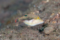 Puffers and filefishes